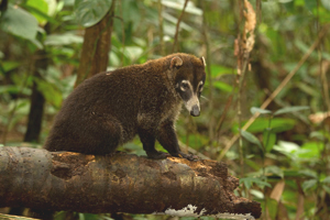 coati